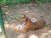 Phet - Tiger rescued from poachers, Luang Probang